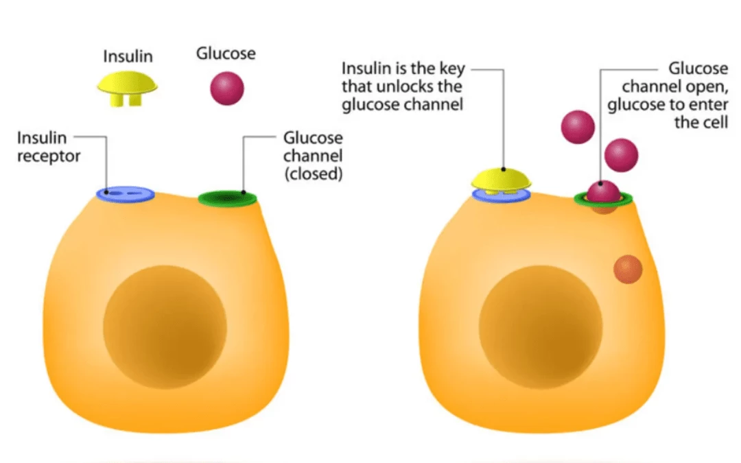 Insulin Hormone Action Of Mechanism