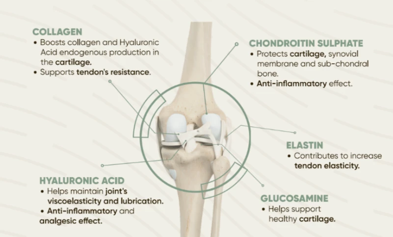 Structure Of Joint