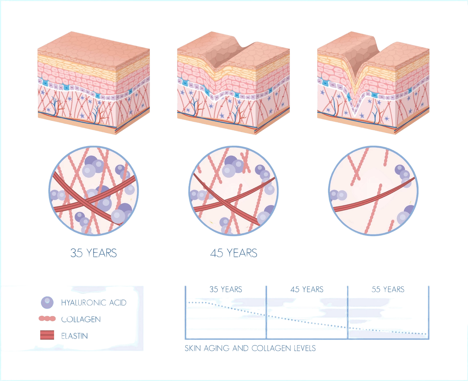 Degradation Of Skin With Increasing Age