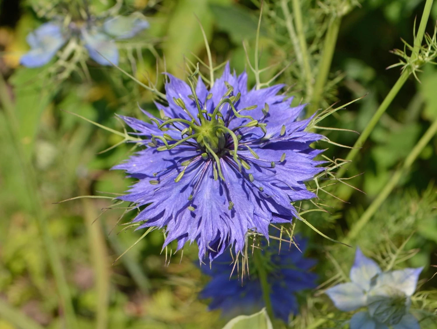 Nigella Damascene Flower Blue Flower