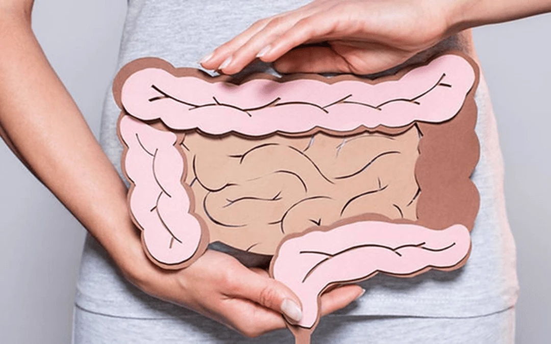 Woman Holding A Gastrointestional Tract Paper Model In Front Of Her Stomach