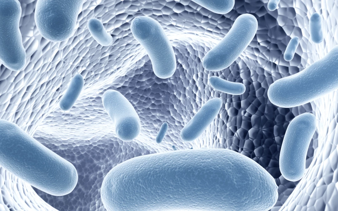 Close Up Of Probiotics In The Gut