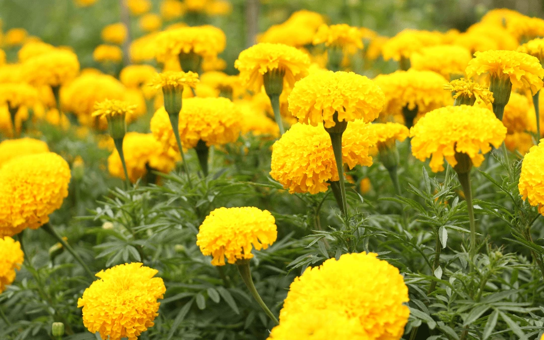 Up Close Picture Of Yellow Marigold Flower Field