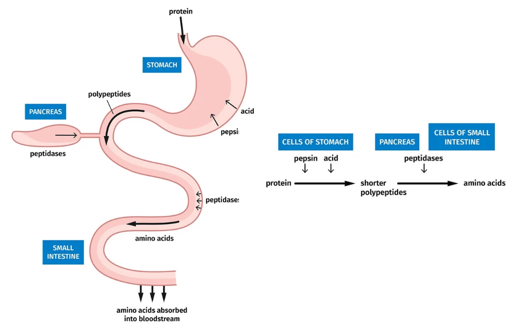 Protein Digestion Process From Stomach To Small Intestine