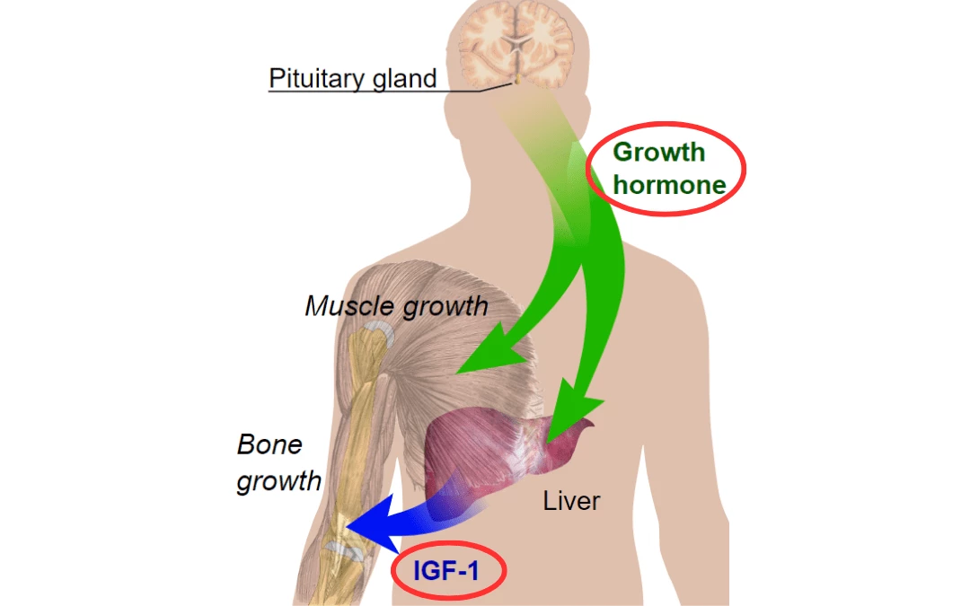 Main Pathways In Endocrine Regulation Of Growth Hormones