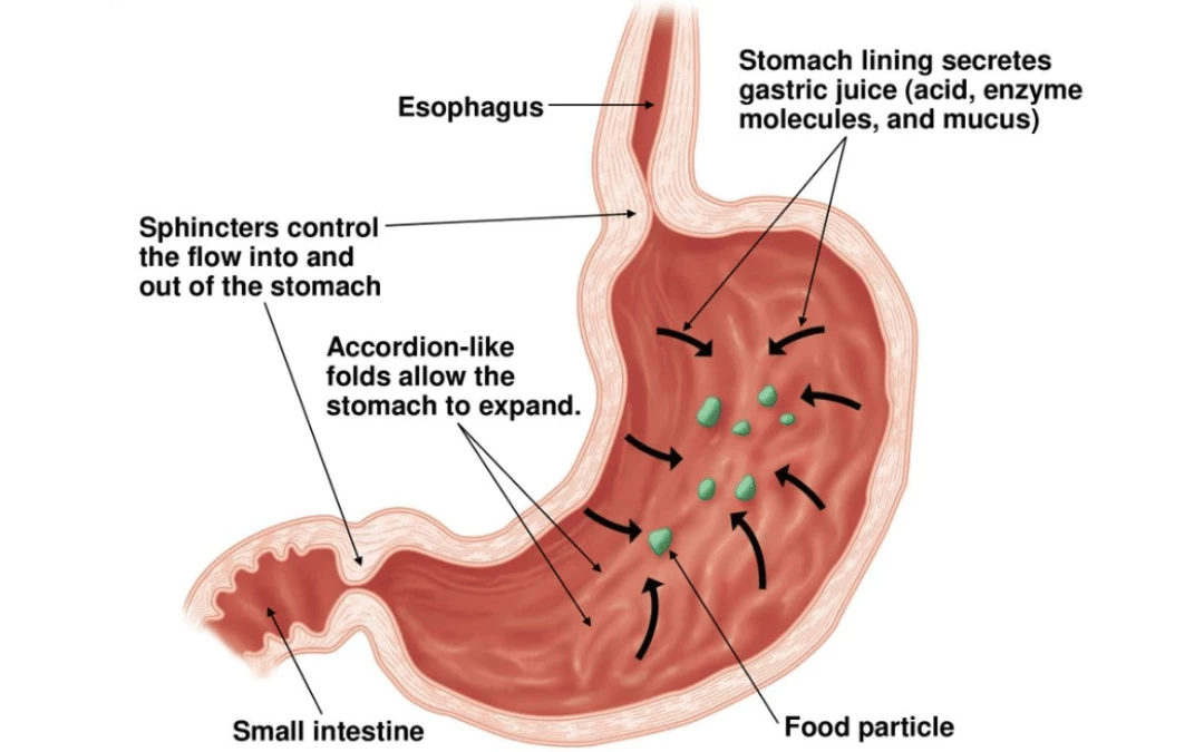 Illustration Of Function Of Stomach When Received Food From Esophagus