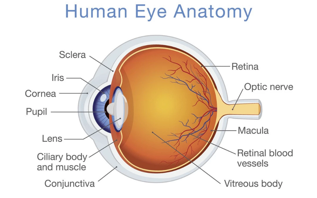 Human Eye Structure Anatomy