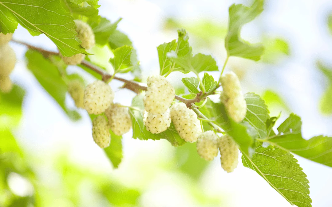 closeup-of-white-mulberry-growing-on-tree-branch