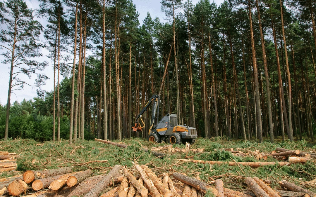 forest-harvesting-oak-trees