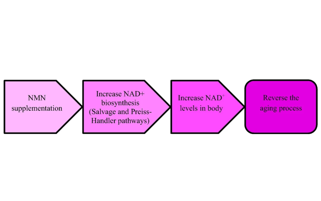 illustration-of-NMN-supplementation-can-reinstate-NAD-levels-in-the-body-through-biosynthesis-pathways-reversing-the-aging-process-and-preventing-age-associated-diseases