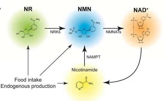 conversation-pathway-of-Nicotinamide-mononucleotide-NMN-and-nicotinamide-riboside-NR-to-increase-NAD-levels