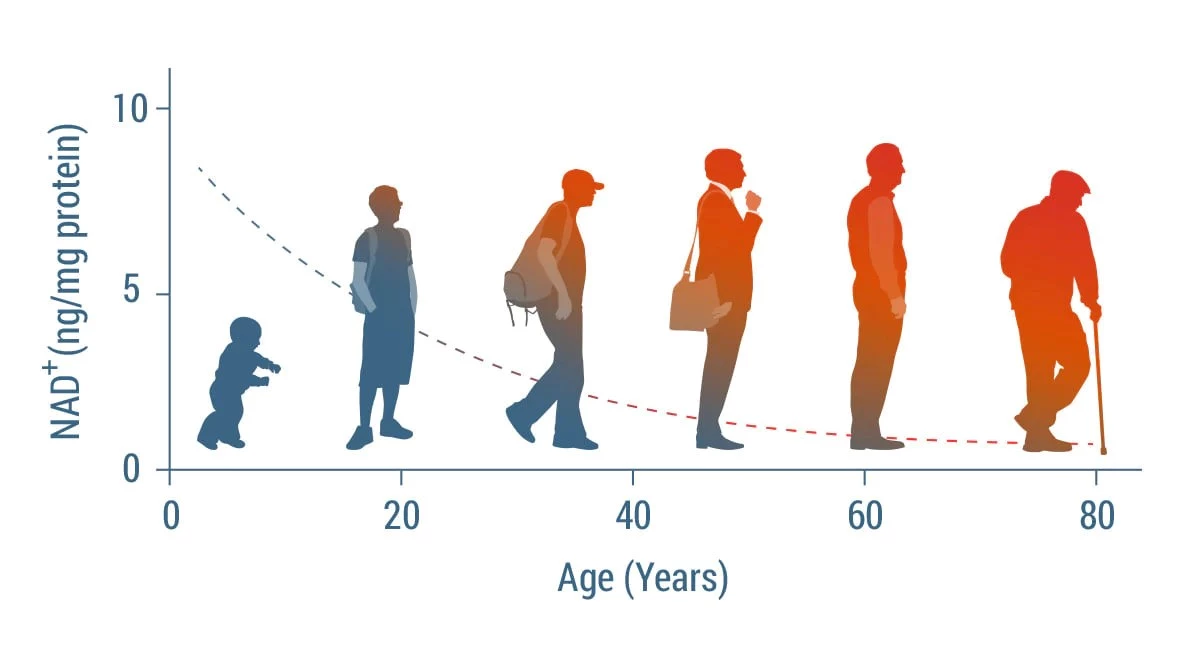 illustration-of-human-NAD-levels-decline-with-age