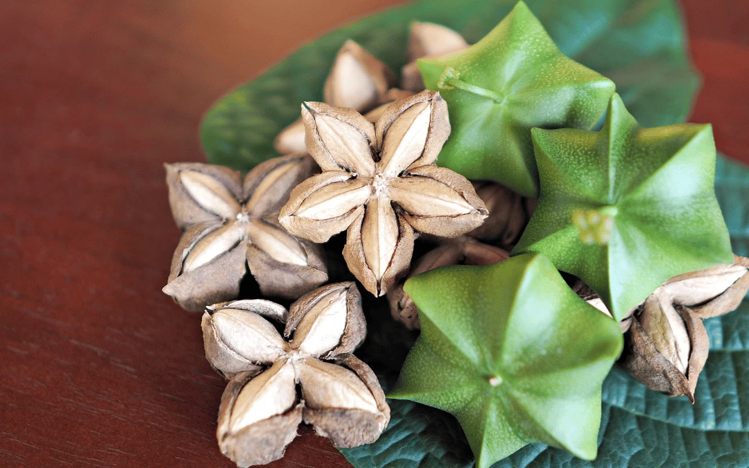 sacha-inchi-fruit-and-dry-sacha-inchi-seeds-on-table-put-together