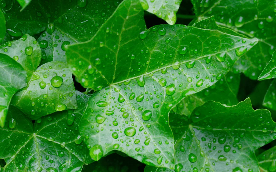 upclose-of-ivy-leaf-plant